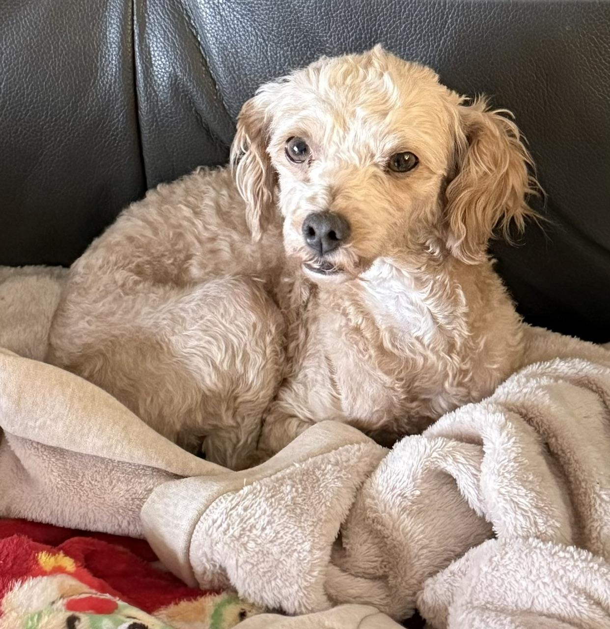 Enlarge Misty, a Adoptable Poodle in Orlando, FL image 2/5