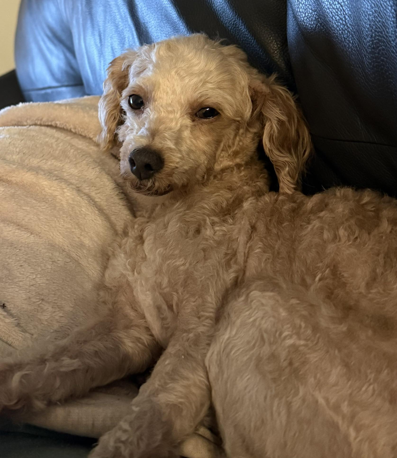 Enlarge Misty, a Adoptable Poodle in Orlando, FL image 3/5