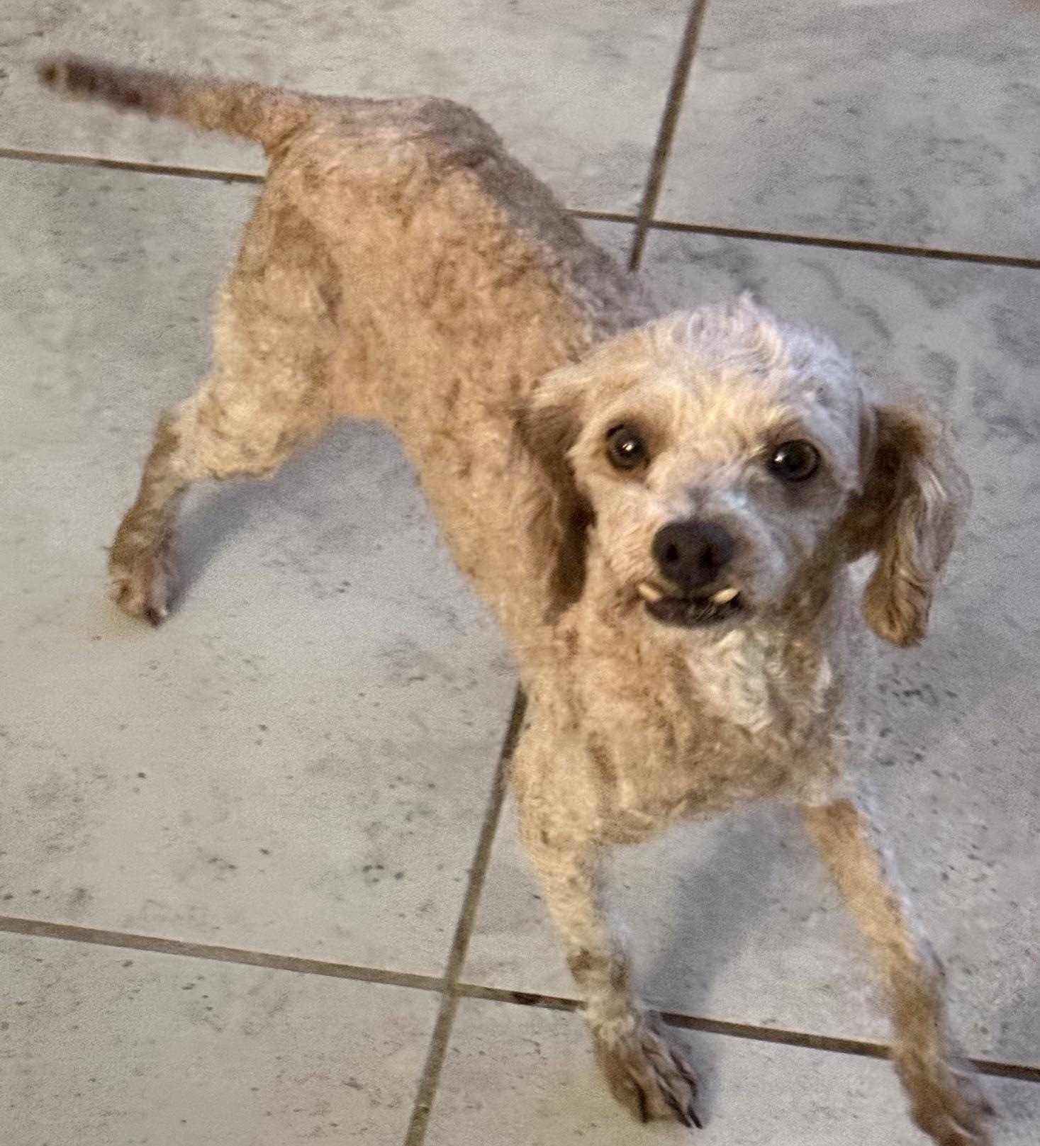 Misty, Adoptable, Adult Female Poodle.