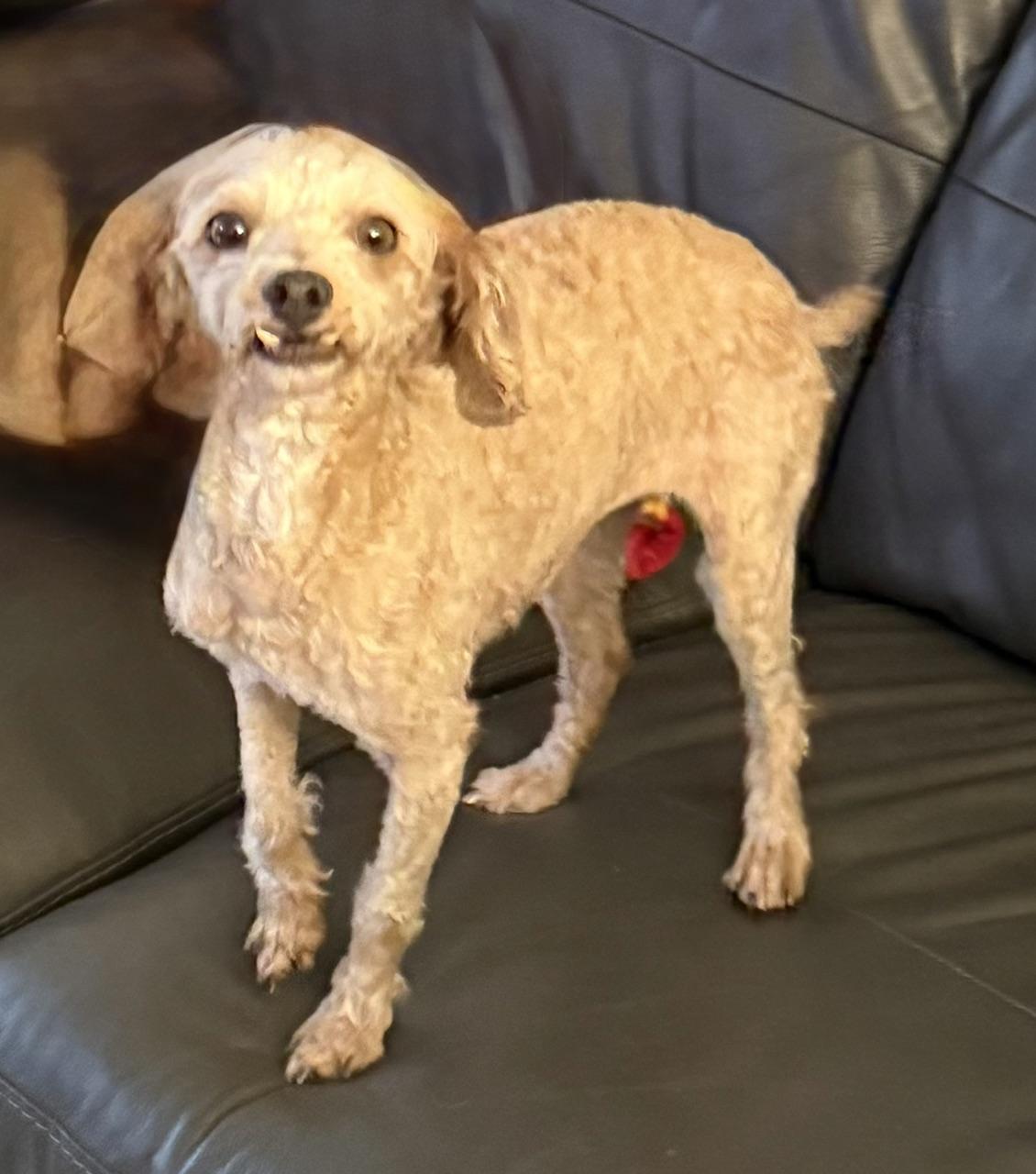 Enlarge Misty, a Adoptable Poodle in Orlando, FL image 5/5