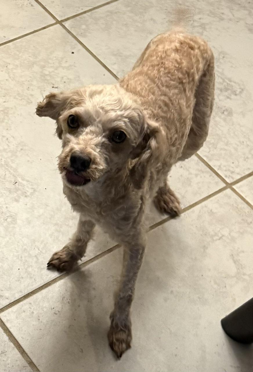 Enlarge Misty, a Adoptable Poodle in Orlando, FL image 4/5