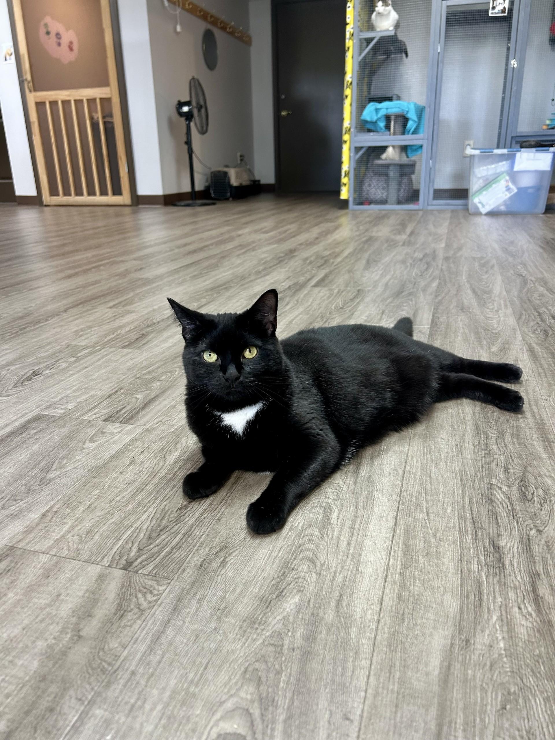 Scarlet, Adoptable, Adult Female Domestic Short Hair.