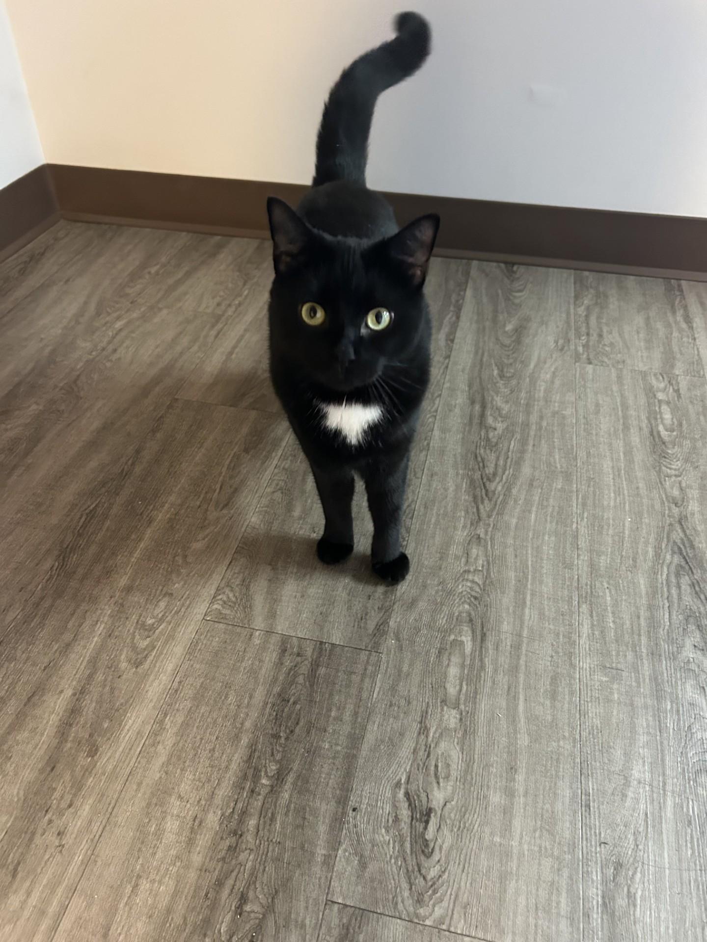 Scarlet, a Adoptable Domestic Short Hair in Orleans, VT image 3/5