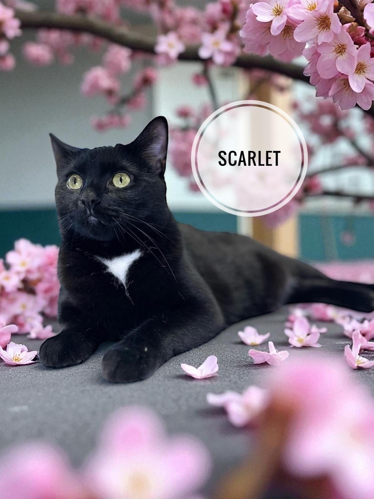 Scarlet, a Adoptable Domestic Short Hair in Orleans, VT image 1/5