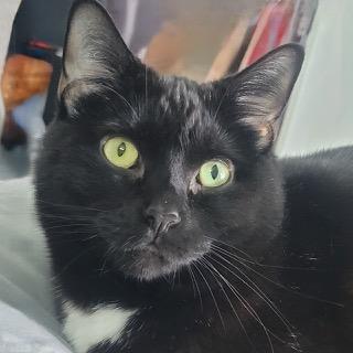 Scarlet, a Adoptable Domestic Short Hair in Orleans, VT image 5/5