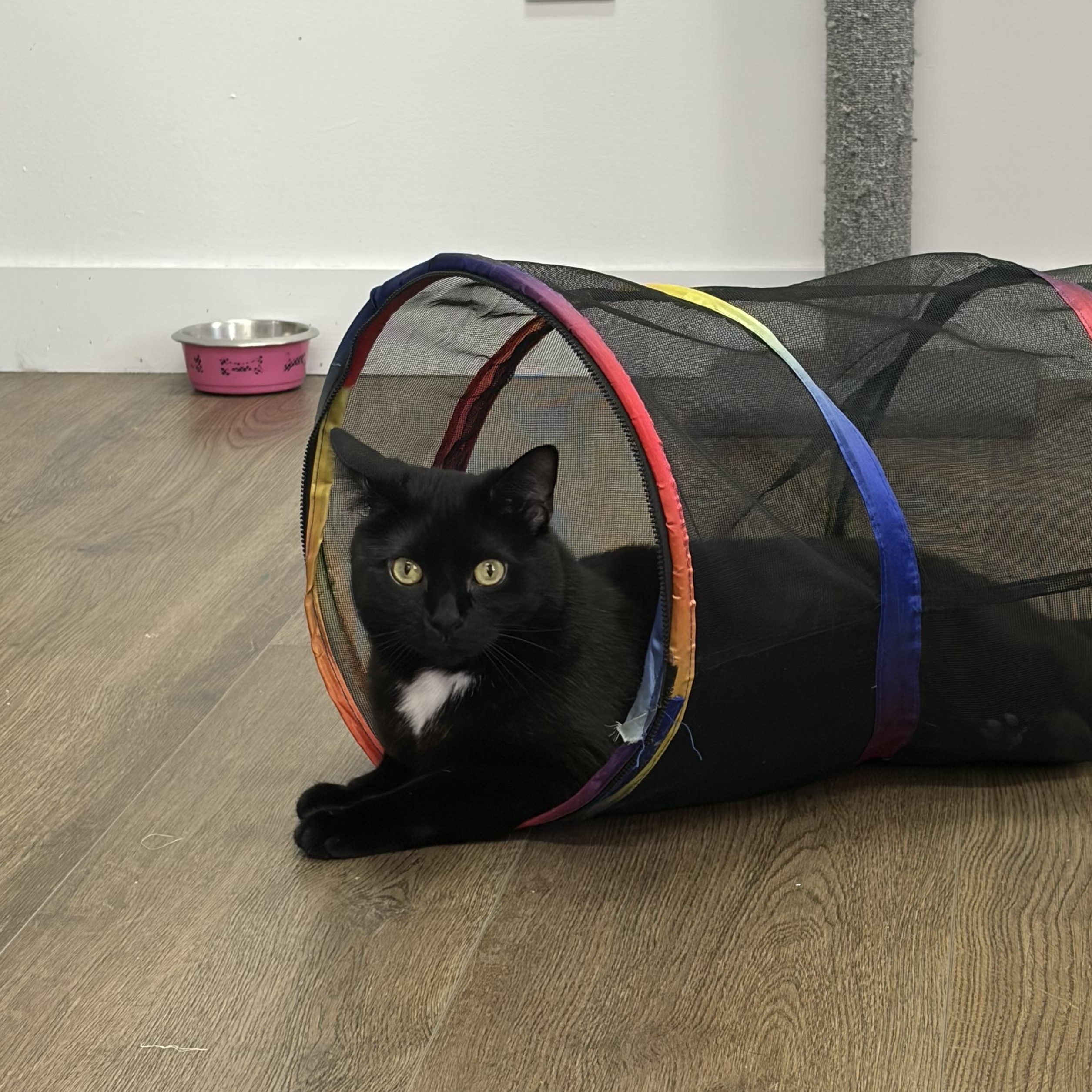 Scarlet, a Adoptable Domestic Short Hair in Orleans, VT image 5/5