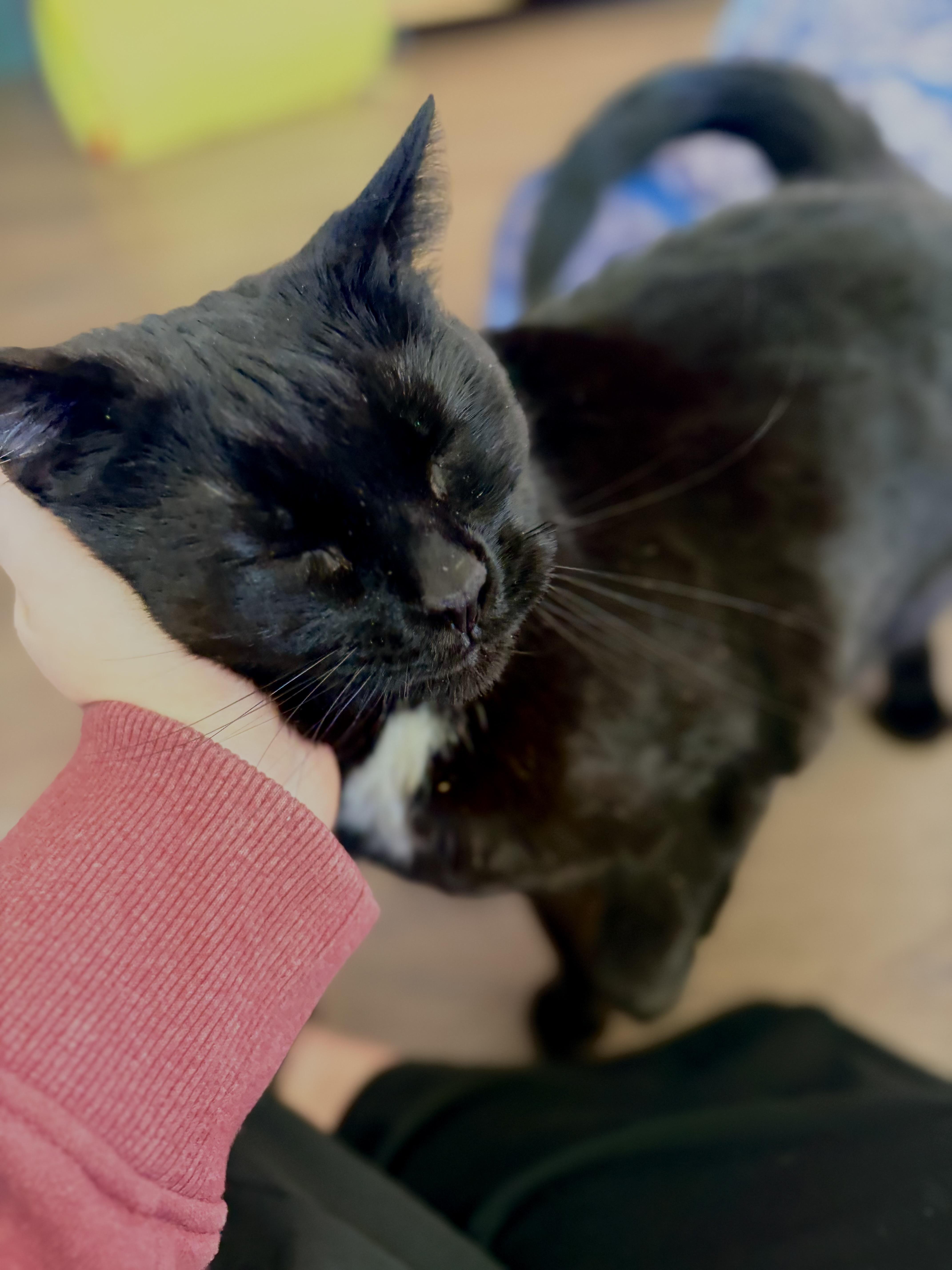 Enlarge Scarlet, a Adoptable Domestic Short Hair in Orleans, VT image 3/5