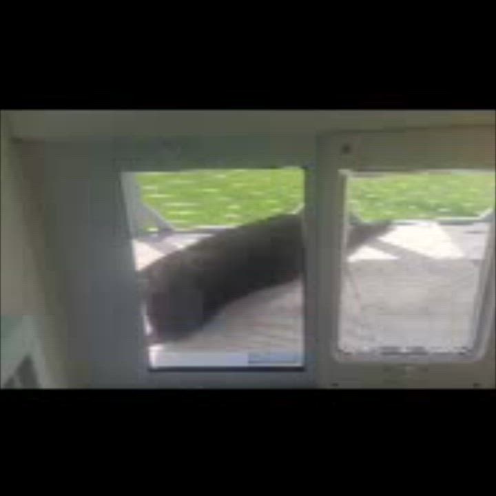 Enlarge Scarlet, a Adoptable Domestic Short Hair in Orleans, VT video 4/5