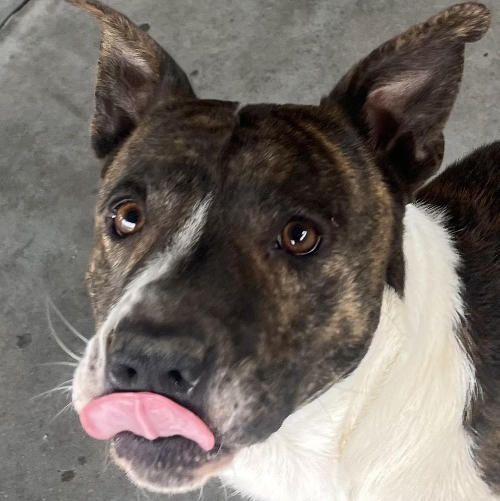 Enlarge Wally, Handsome Devil and very sweet & doggy social, a Adoptable mixed breed in Virginia Beach, VA image 4/6