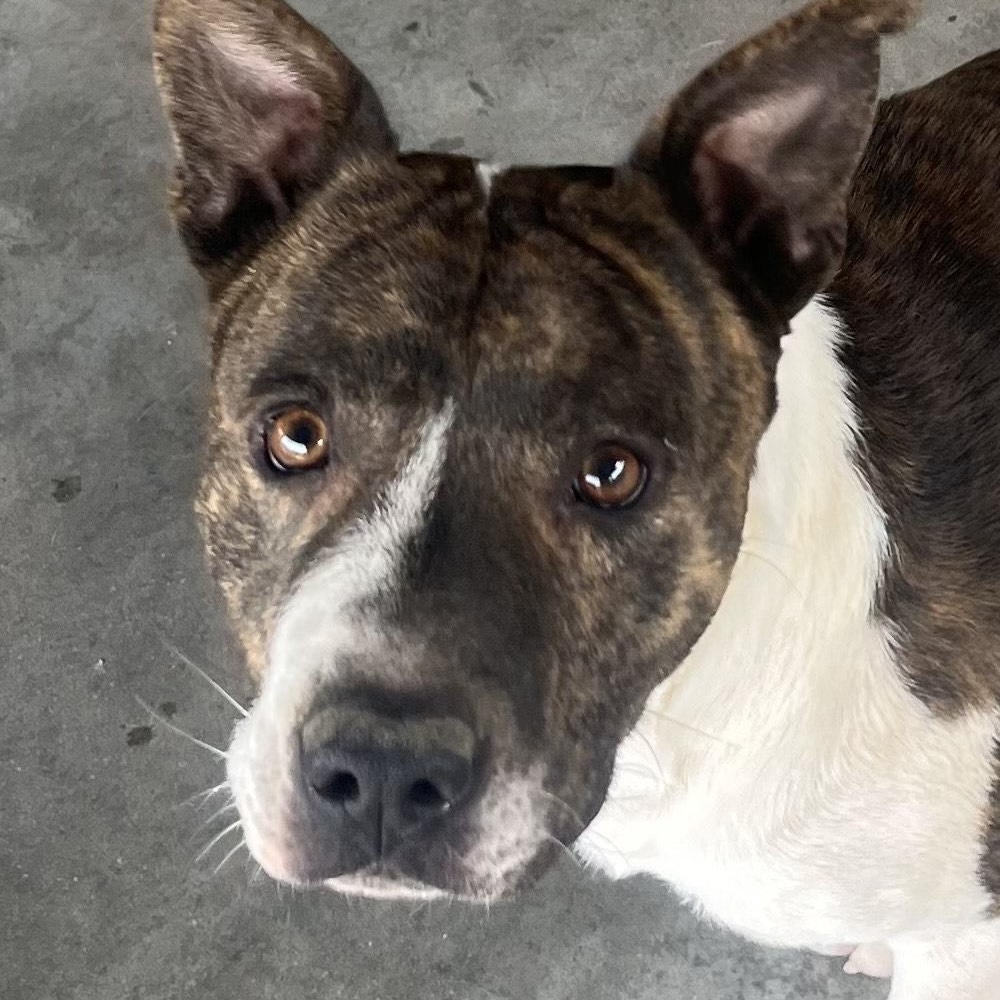 Enlarge Wally, Handsome Devil and very sweet & doggy social, a Adoptable mixed breed in Virginia Beach, VA image 3/6