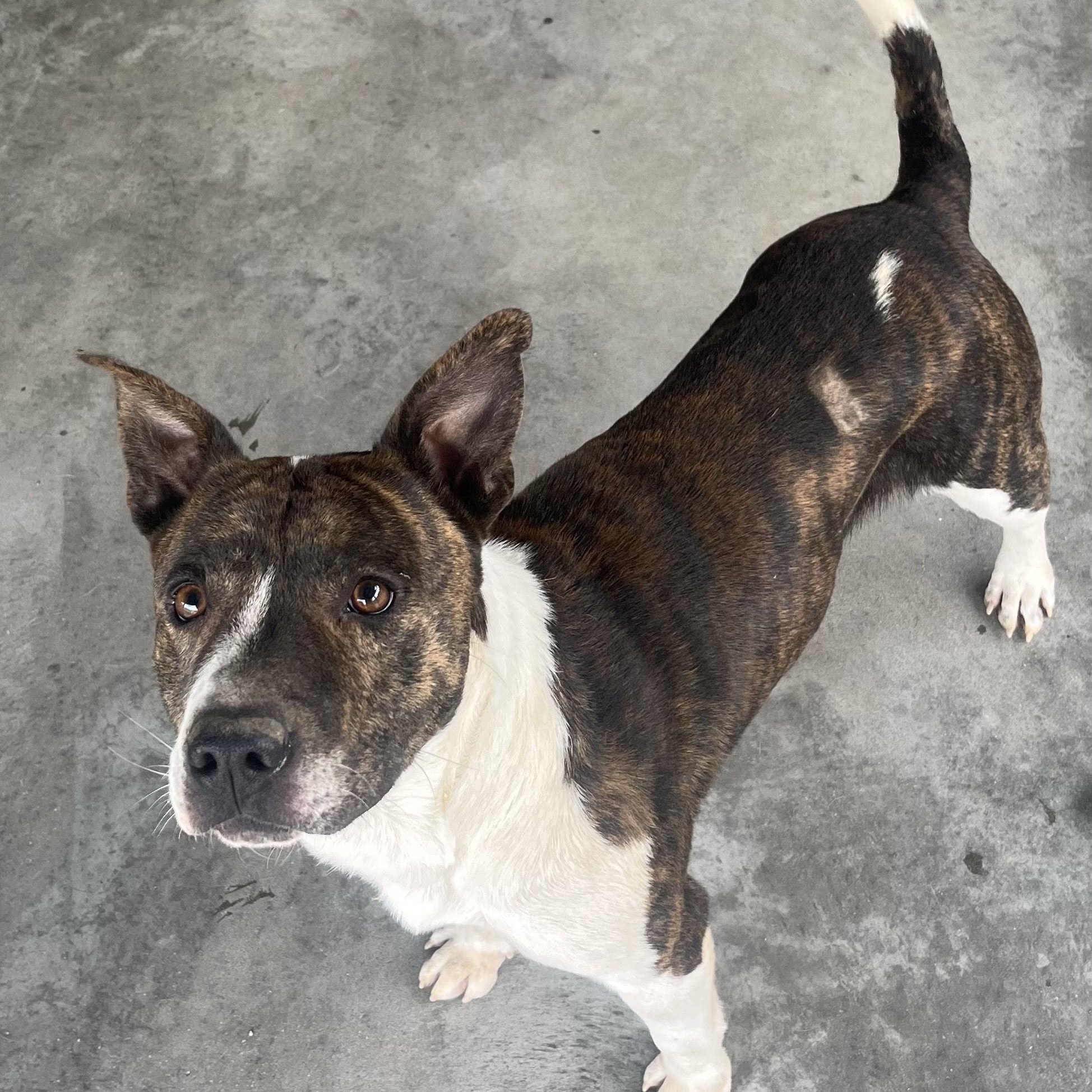 Enlarge Wally, Handsome Devil and very sweet & doggy social, a Adoptable mixed breed in Virginia Beach, VA image 5/6