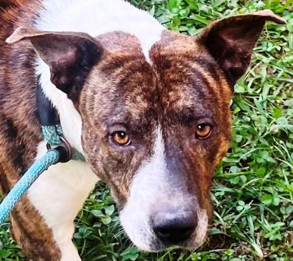 Enlarge Wally, Handsome Devil and very sweet & doggy social, a Adoptable mixed breed in Virginia Beach, VA image 6/6