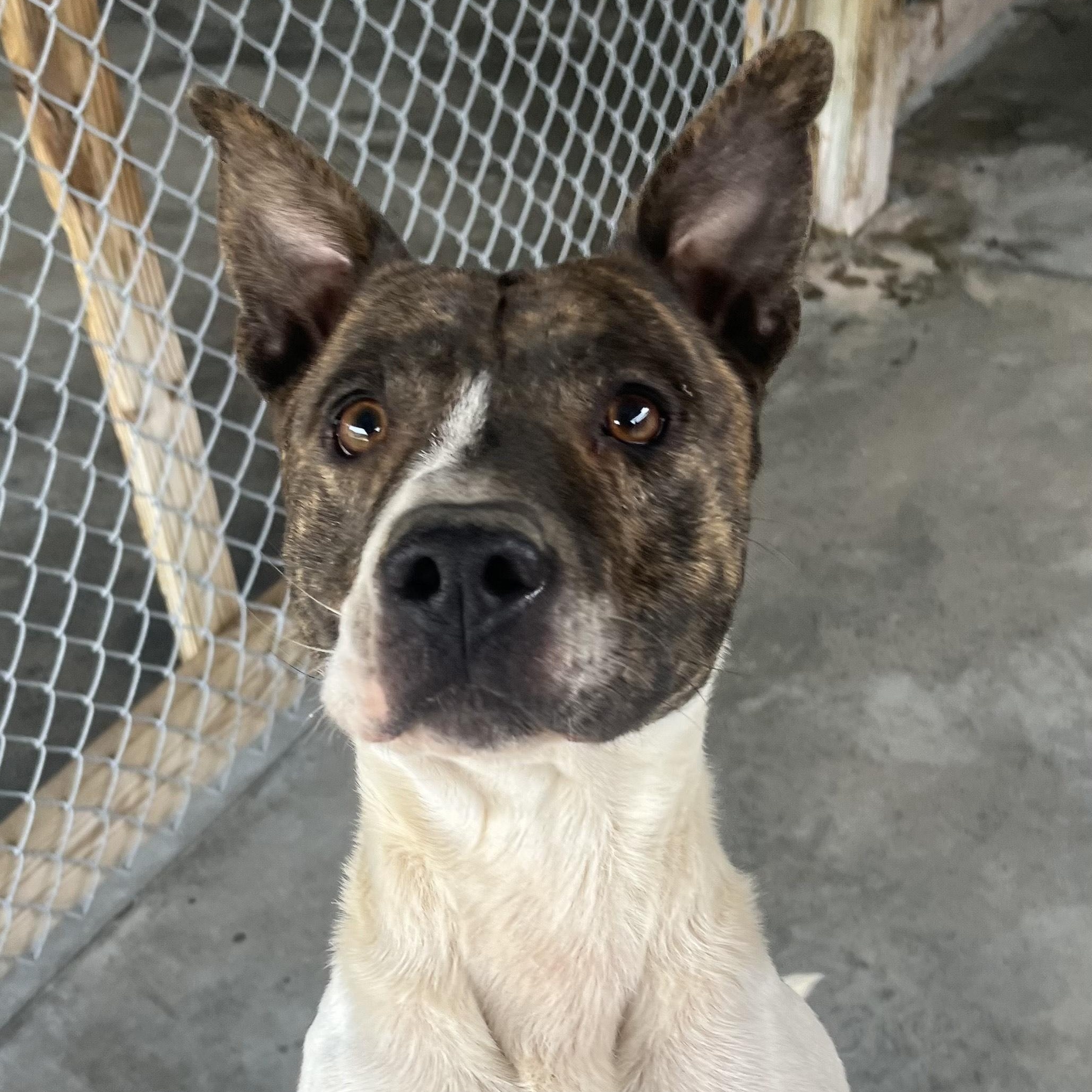 Enlarge Wally, Handsome Devil and very sweet & doggy social, a Adoptable mixed breed in Virginia Beach, VA image 2/6