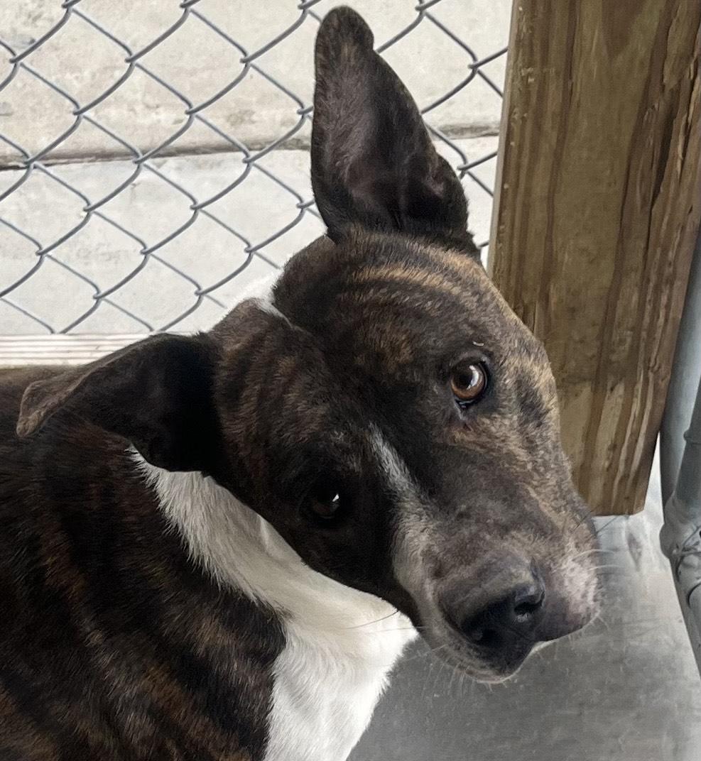 Enlarge Wally, Handsome Devil and very sweet & doggy social, a Adoptable mixed breed in Virginia Beach, VA image 1/6