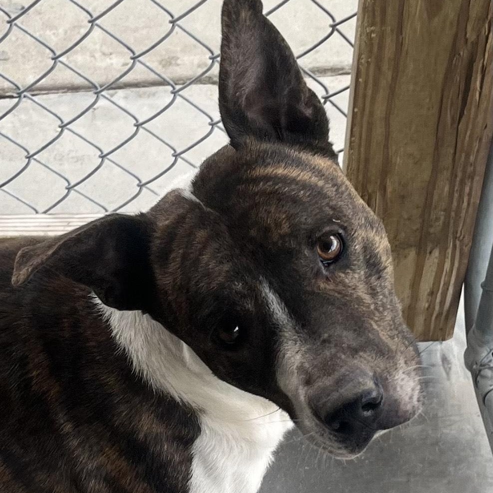 Wally, Handsome Devil and very sweet & doggy social, a Adoptable mixed breed in Richmond, VA image 2/6