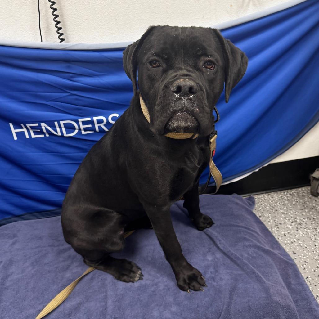 Rayn — thumbnail 2