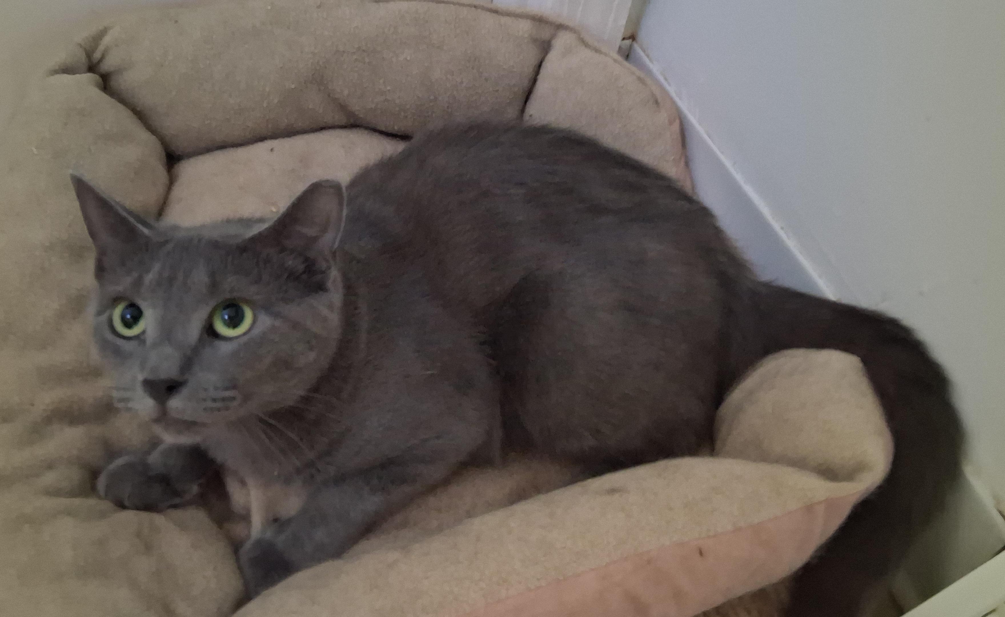 Enlarge Gracie, a ADOPTABLE Domestic Short Hair in Bear, DE image 1/2