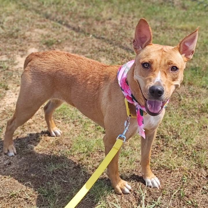 Chariot, Adoptable, Young Female Pit Bull Terrier.
