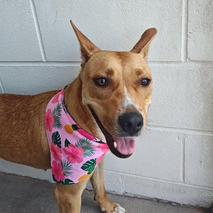 Chariot, a Adoptable Pit Bull Terrier in Springdale, AR image 2/6