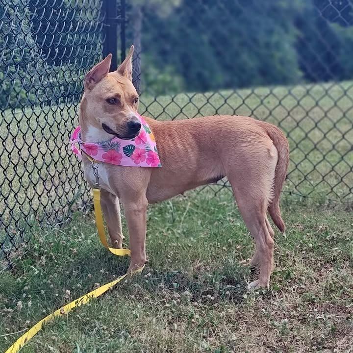 Chariot, a Adoptable Pit Bull Terrier in Springdale, AR image 4/6