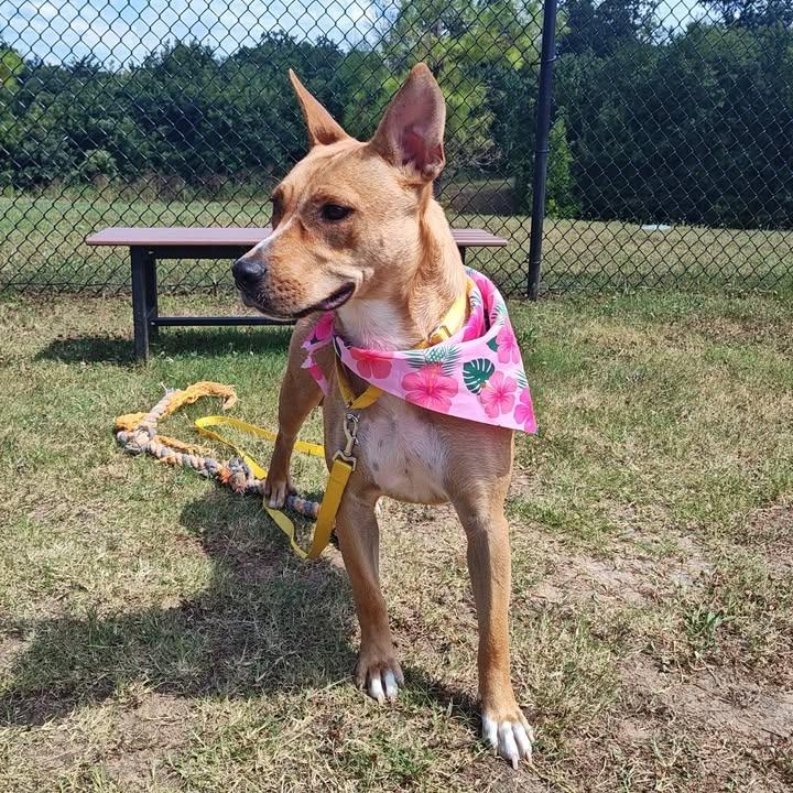 Chariot, a Adoptable Pit Bull Terrier in Springdale, AR image 5/6