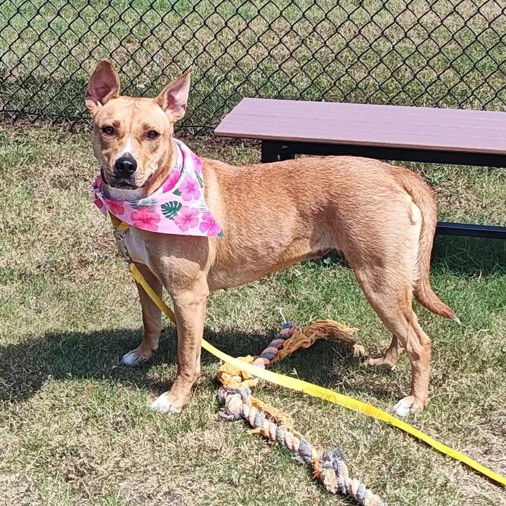 Chariot, a Adoptable Pit Bull Terrier in Springdale, AR image 6/6
