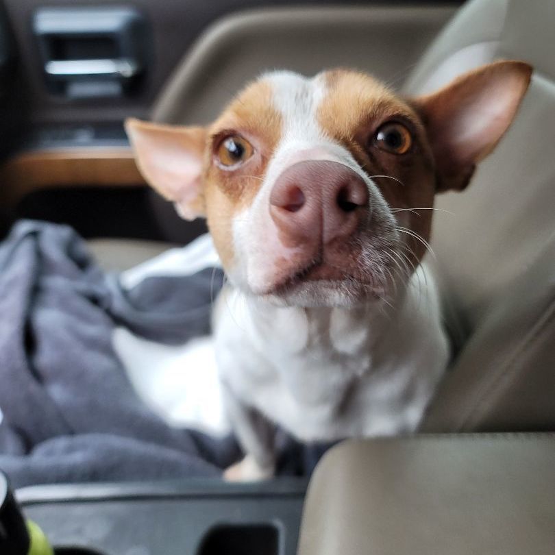 Enlarge Sweet Dorito, a Adoptable mixed breed in HARRISBURG , PA image 2/6