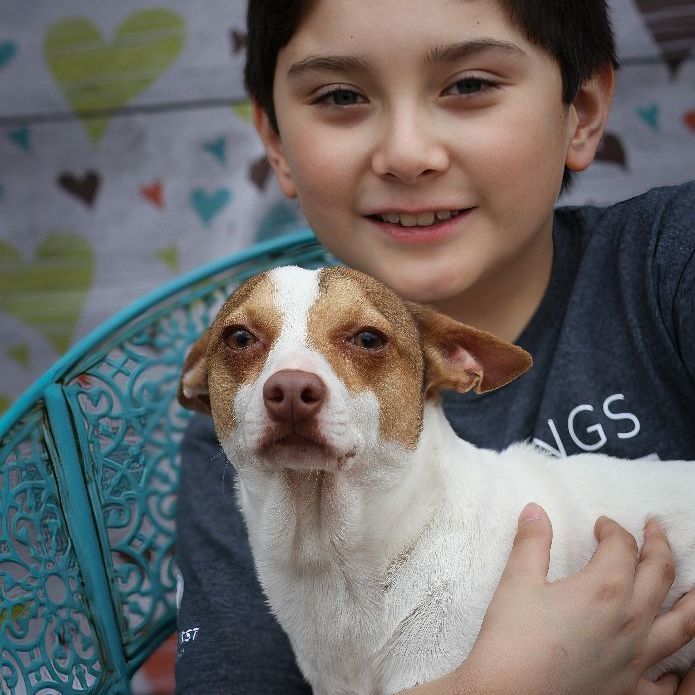 Enlarge Sweet Dorito, a Adoptable mixed breed in HARRISBURG , PA image 1/6