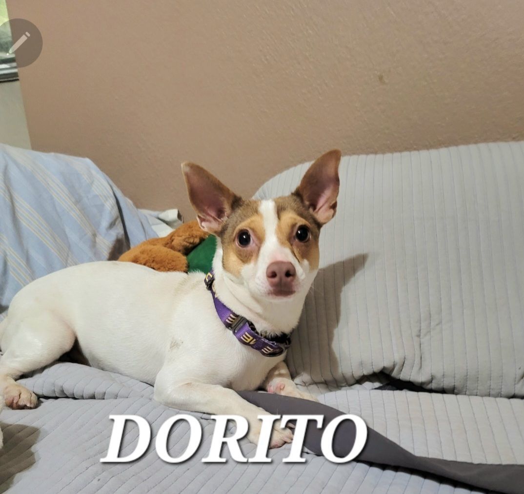 Enlarge Sweet Dorito, a Adoptable mixed breed in HARRISBURG , PA image 3/6