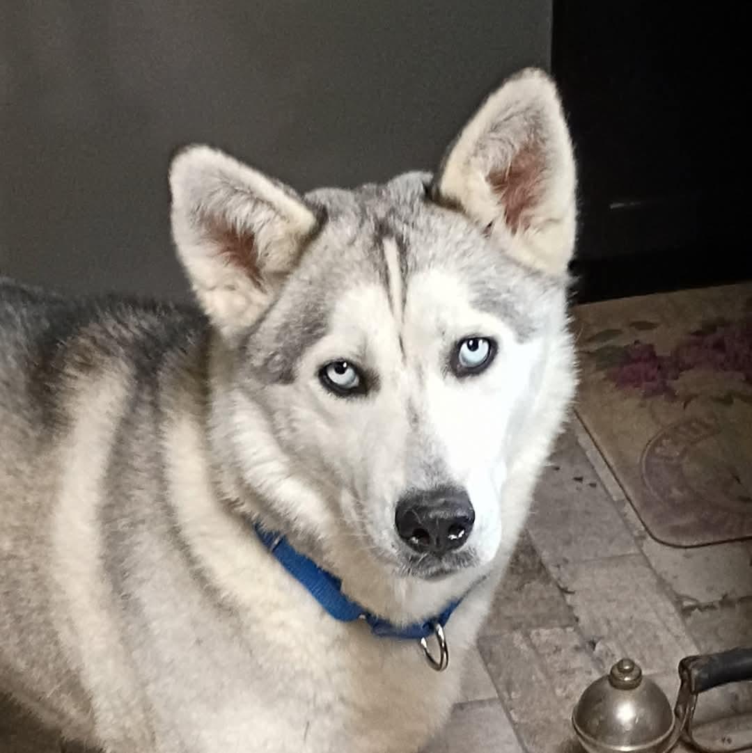 Indigo, Adoptable, Young Female Siberian Husky.