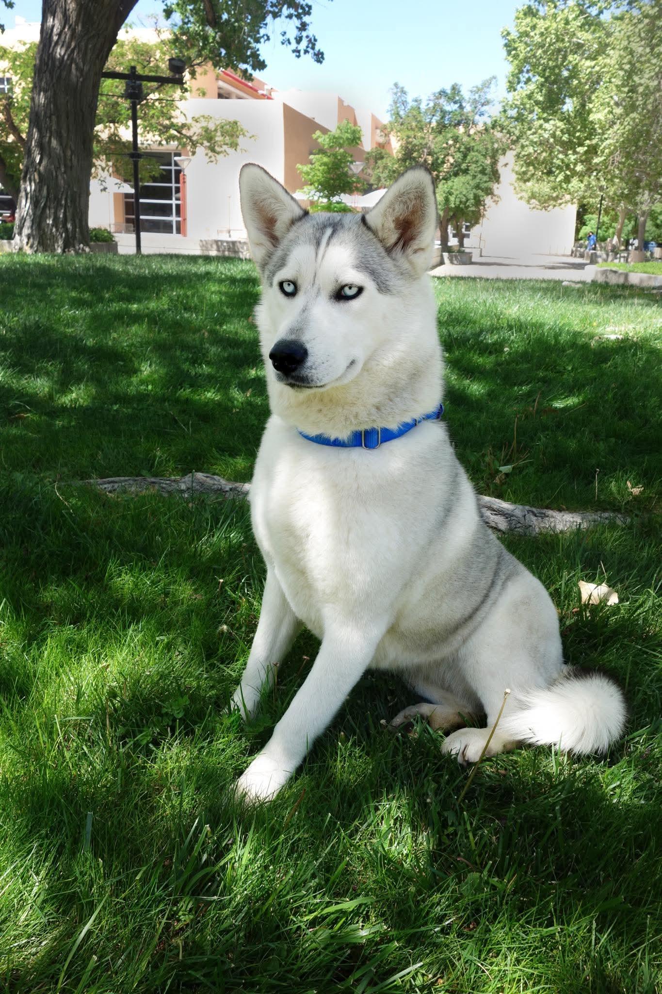 Enlarge Indigo, a Adoptable Siberian Husky in Cedar Crest, NM image 2/3