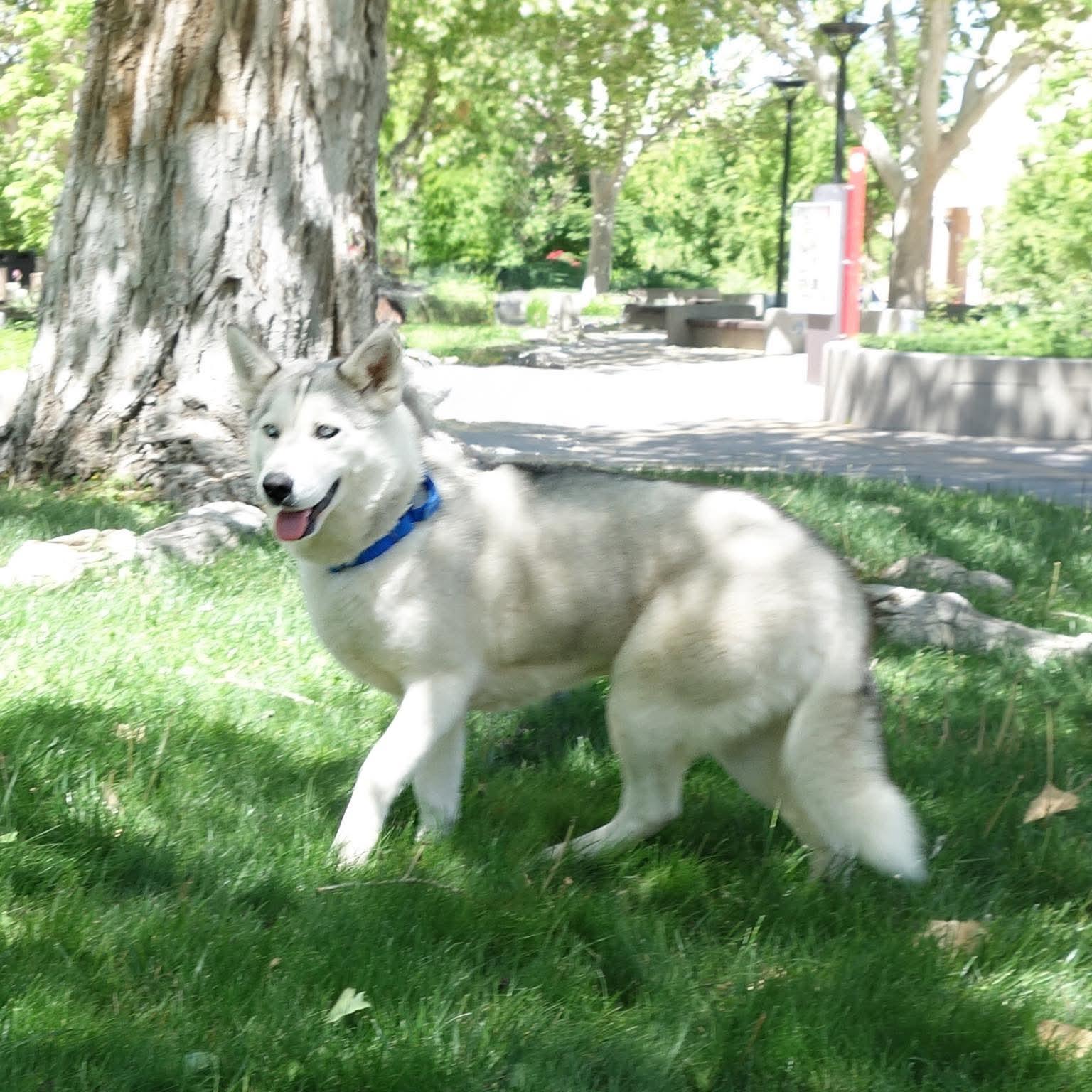 Enlarge Indigo, a Adoptable Siberian Husky in Cedar Crest, NM image 3/3