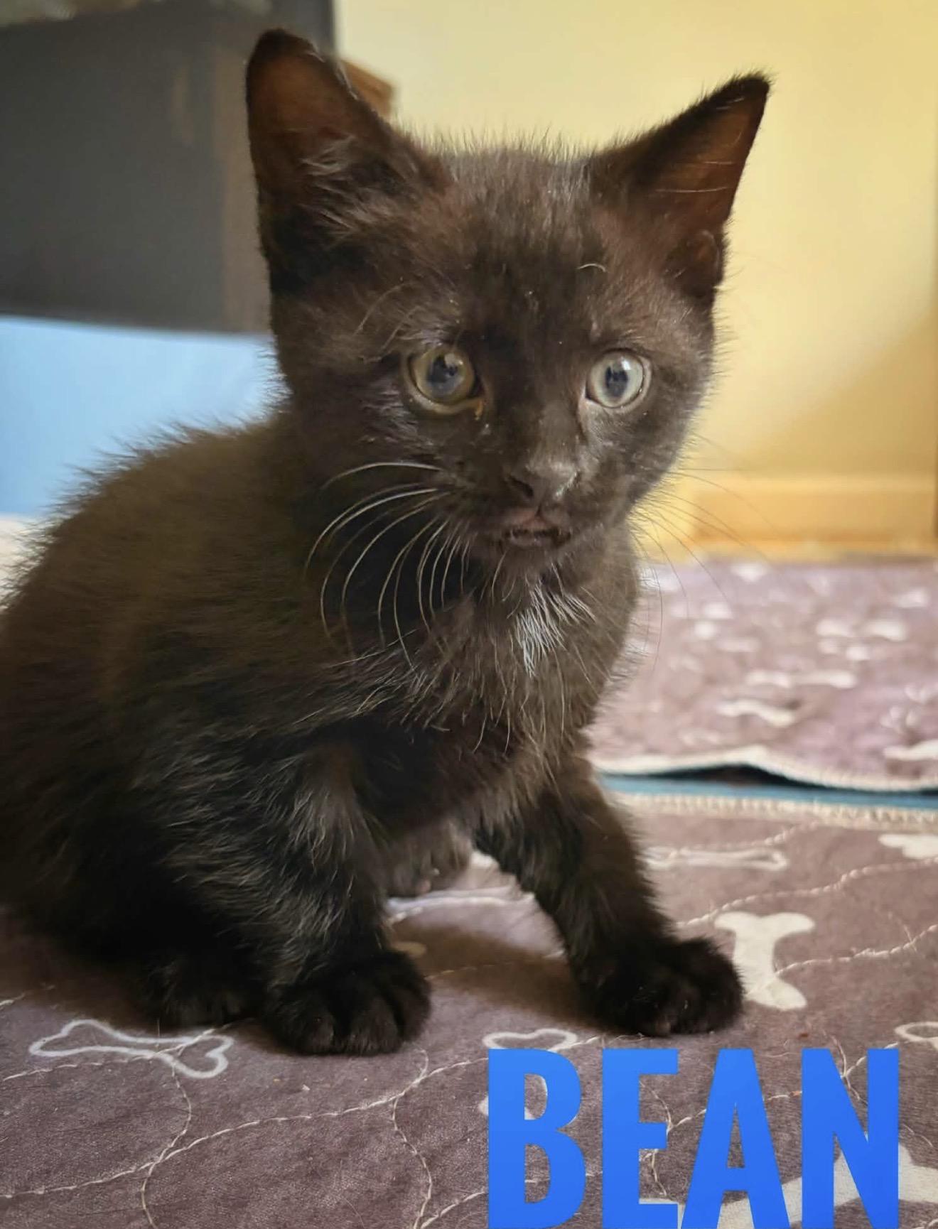 Bean Reilly, ADOPTABLE, Kitten Male American Shorthair.