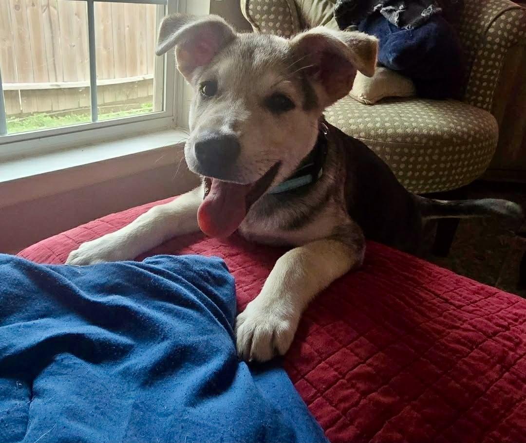 Enlarge Professor Boomer, a ADOPTABLE mixed breed in Cypress, TX image 5/6