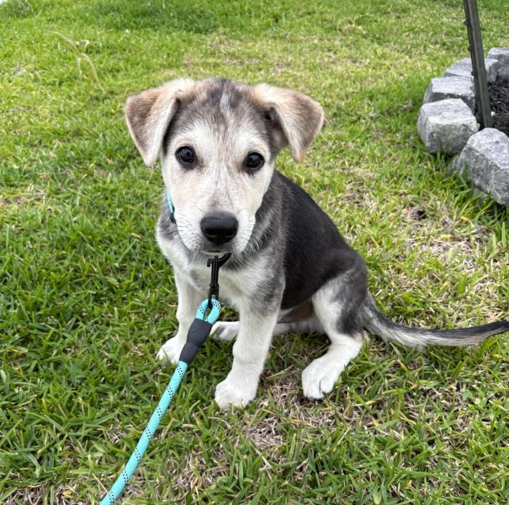 Enlarge Professor Boomer, a ADOPTABLE mixed breed in Cypress, TX image 4/6