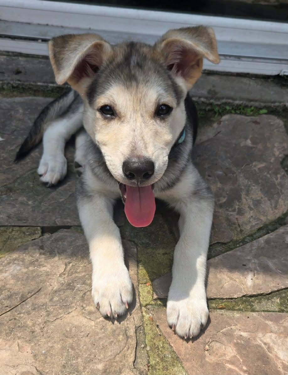 Enlarge Professor Boomer, a ADOPTABLE mixed breed in Cypress, TX image 2/6