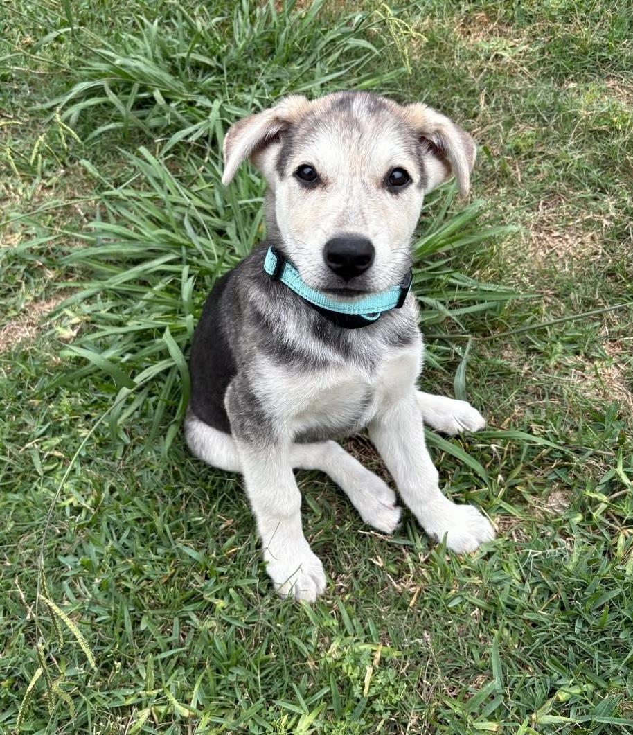 Enlarge Professor Boomer, a ADOPTABLE mixed breed in Cypress, TX image 1/6