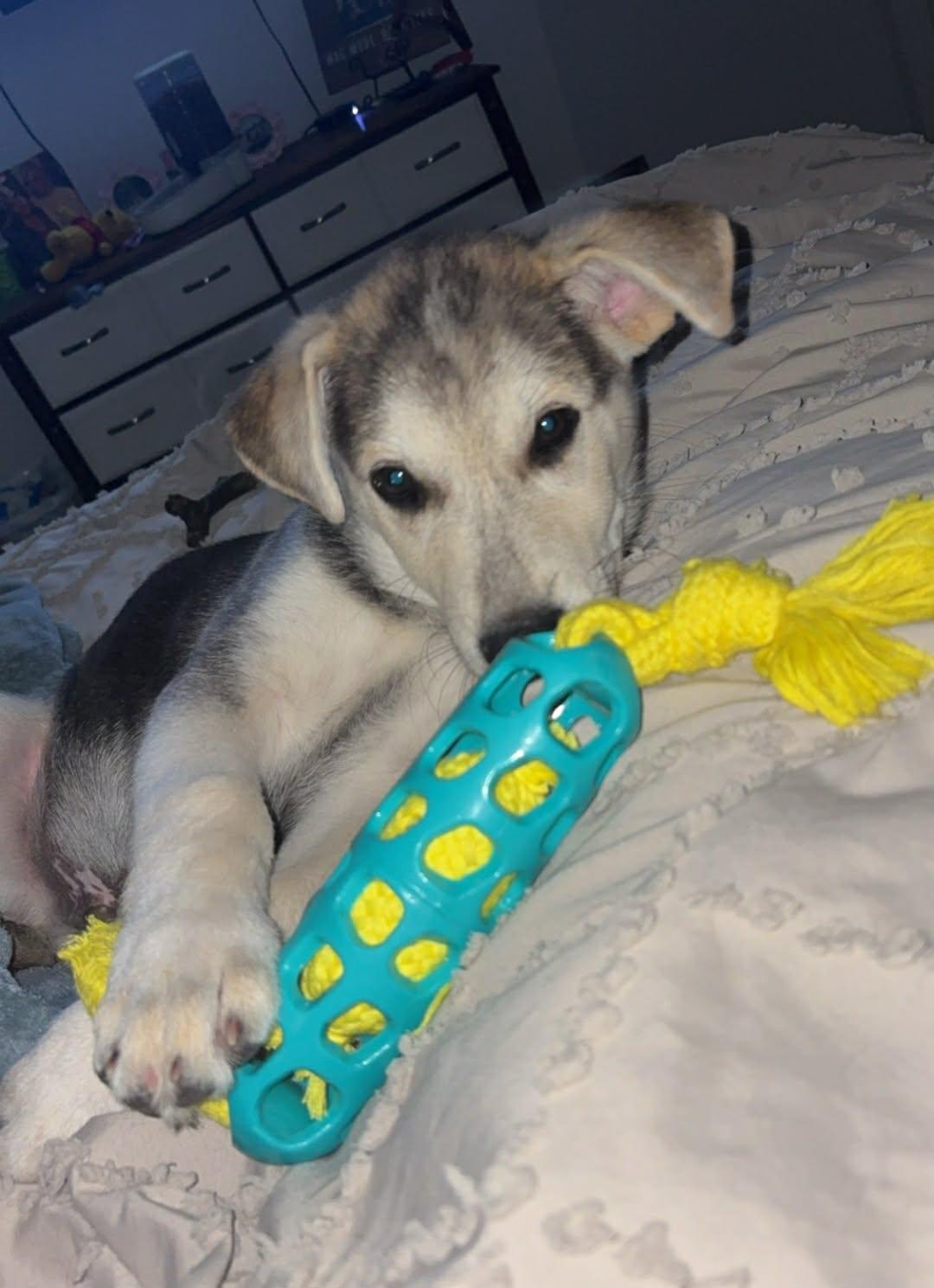 Enlarge Professor Boomer, a ADOPTABLE mixed breed in Cypress, TX image 3/6