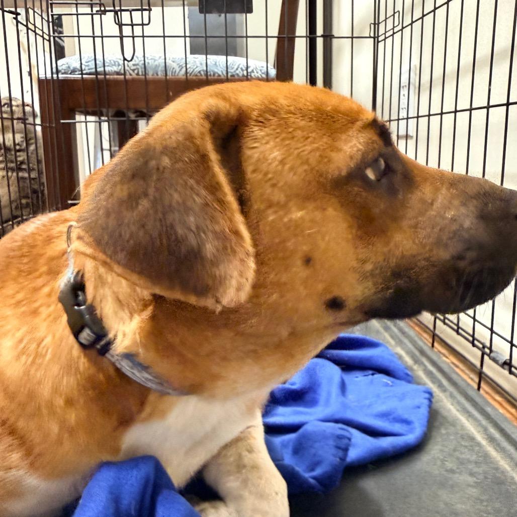 Hank, a Adoptable mixed breed in Tupelo, MS image 2/6