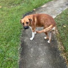 Hank, a Adoptable mixed breed in Tupelo, MS image 3/6