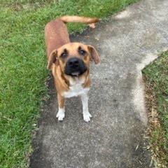 Hank, a Adoptable mixed breed in Tupelo, MS image 4/6
