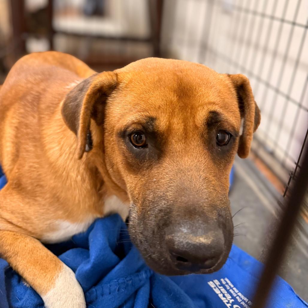 Hank, a Adoptable mixed breed in Tupelo, MS image 5/6