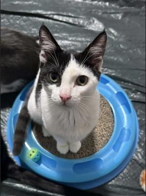 Enlarge Apollo, a ADOPTABLE mixed breed in Escondido, CA image 2/4