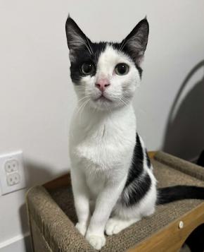 Enlarge Apollo, a ADOPTABLE mixed breed in Escondido, CA image 1/4