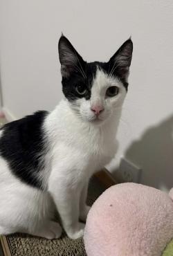 Enlarge Apollo, a ADOPTABLE mixed breed in Escondido, CA image 4/4