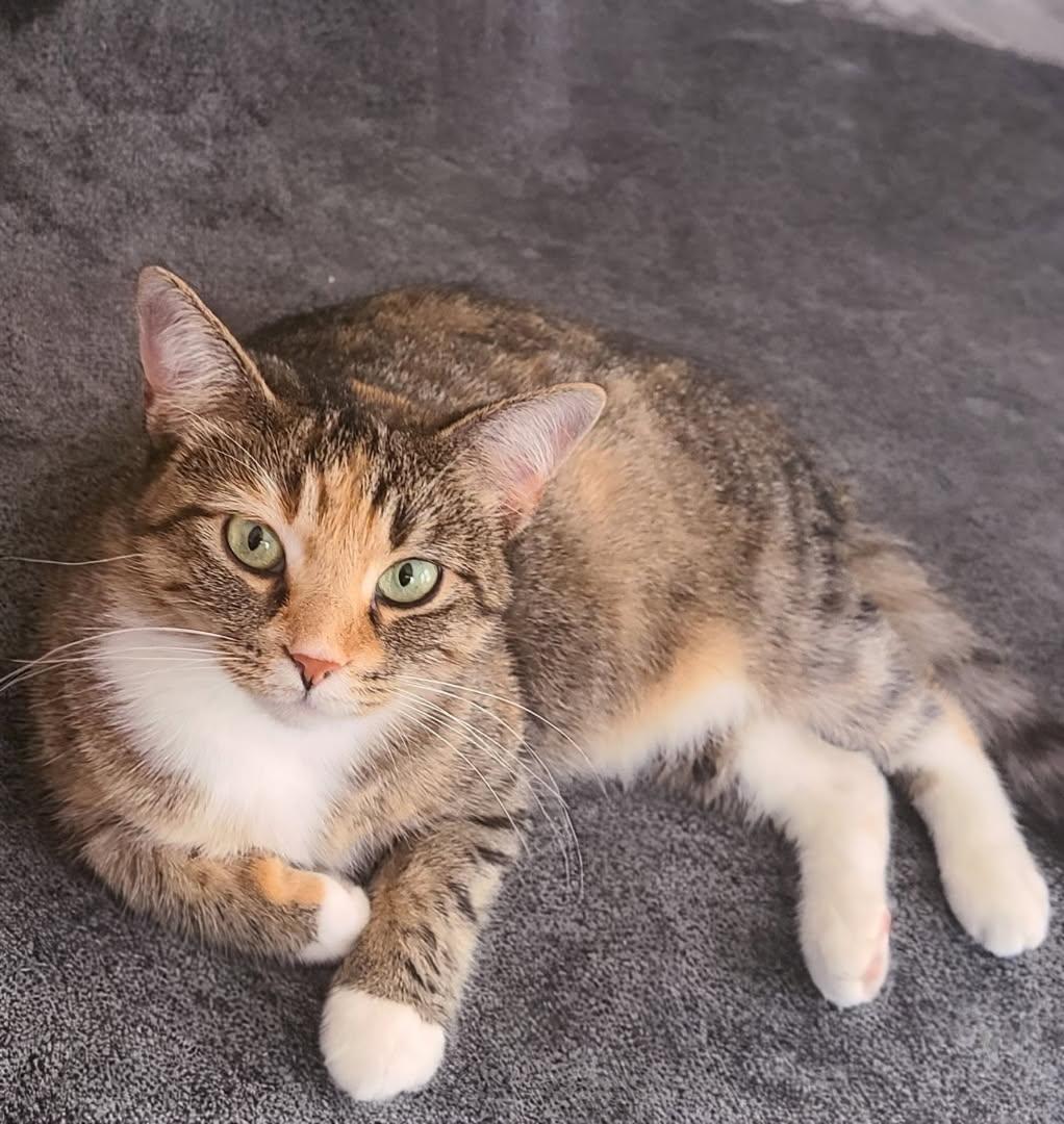 Miss Blair, Adoptable, Adult Female Calico & Tabby.