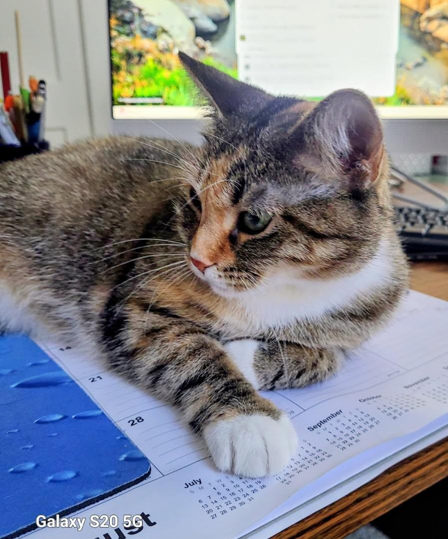 Miss Blair, a Adoptable mixed breed in Nashville, TN image 2/2