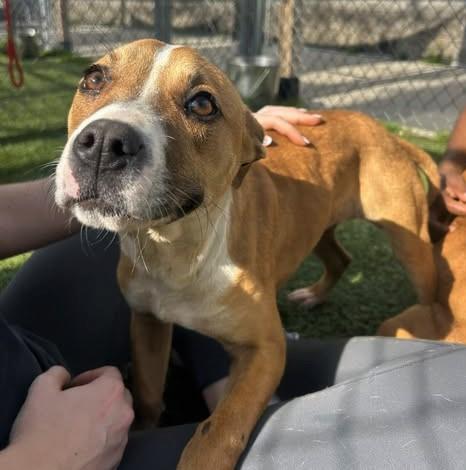 Enlarge LILY, a Adoptable Mixed Breed in Columbia, SC image 1/2