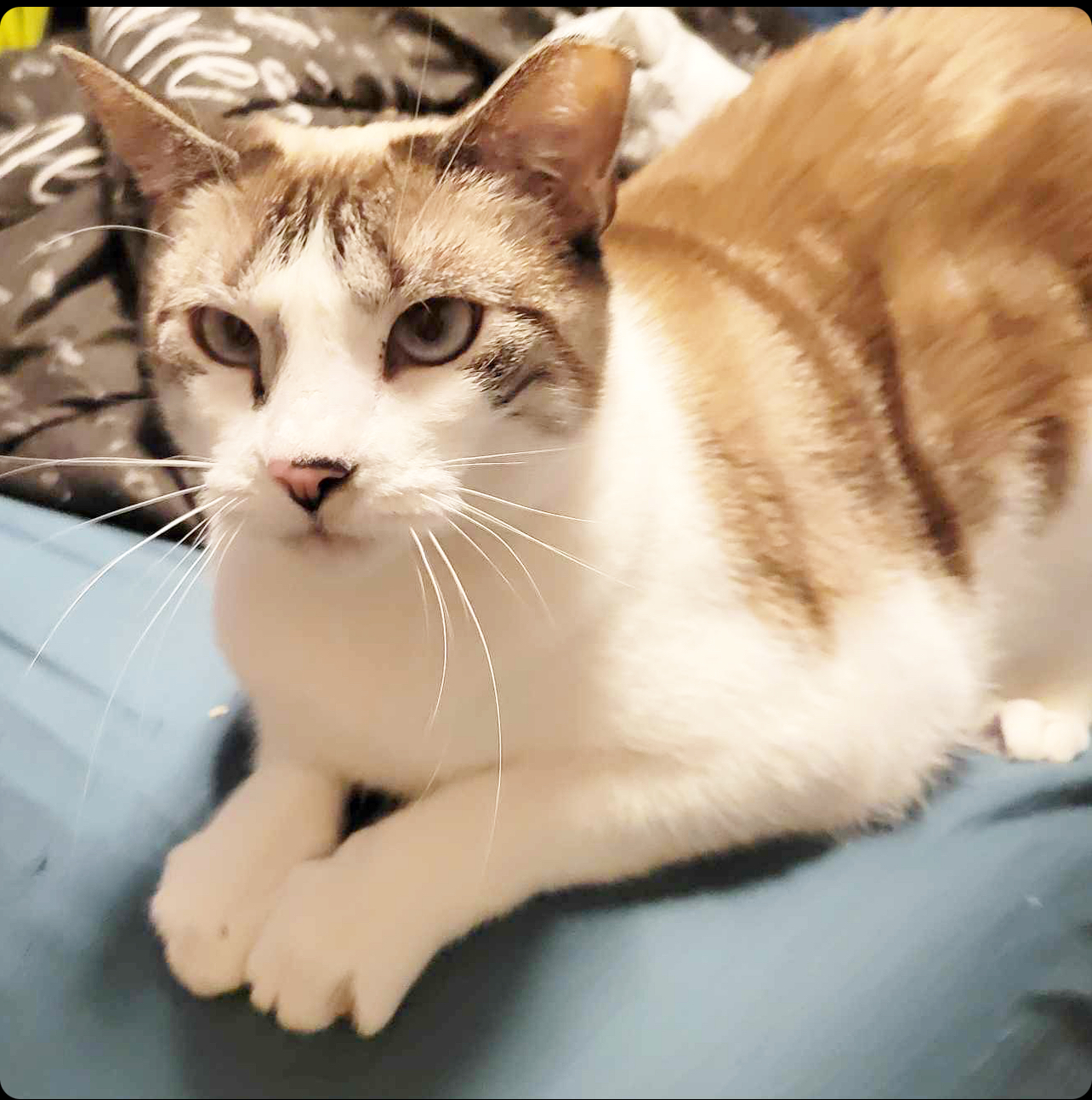 Boo, a Adoptable mixed breed in Gloucester City, NJ image 1/2