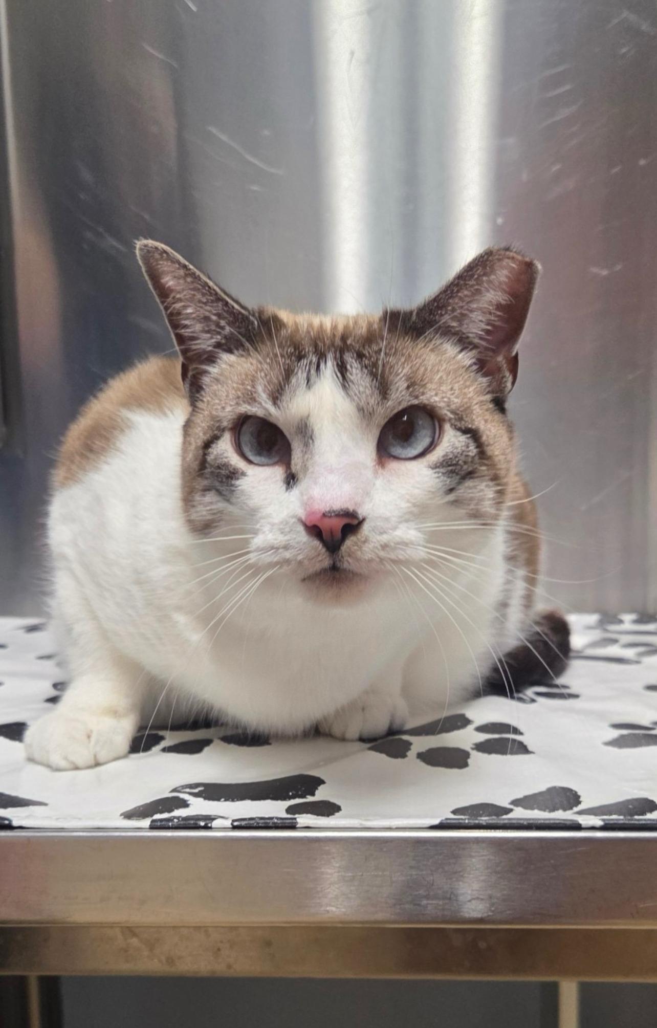 Boo, a Adoptable mixed breed in Gloucester City, NJ image 2/2